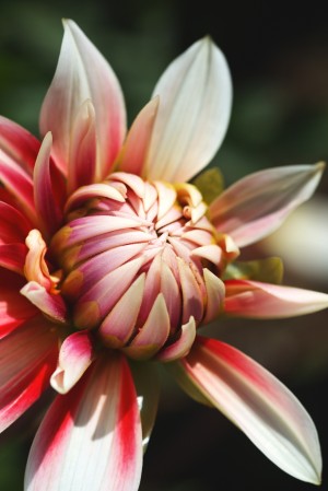 Dahlia Delightful Soul